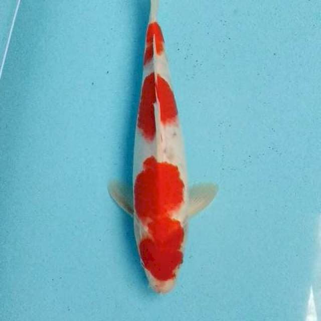 Kohaku sandan