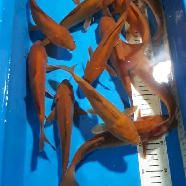 CHAGOI TEMBAGA 22-28 CM 12 EKOR
