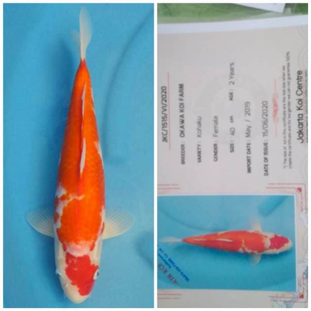 Okawa Kohaku
