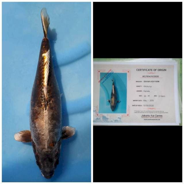 Okawa Jumbo Female Kiko