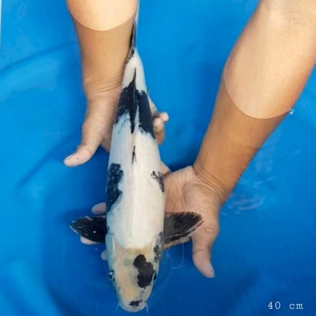 Shiro 40 cm