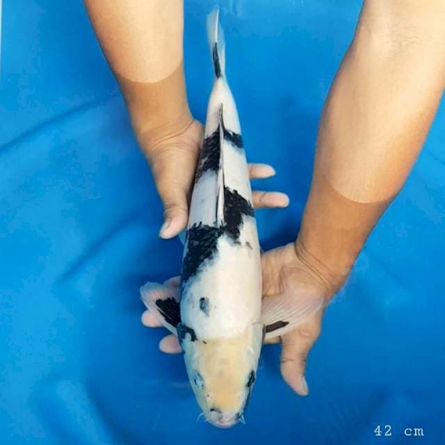Shiro 42 cm