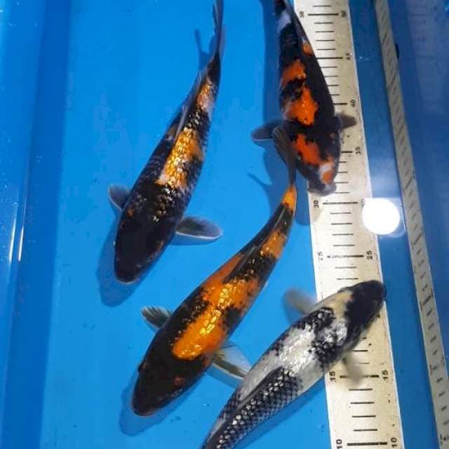 SHOWA SHIRO HI UTSURI GINDRIN 27-28 CM