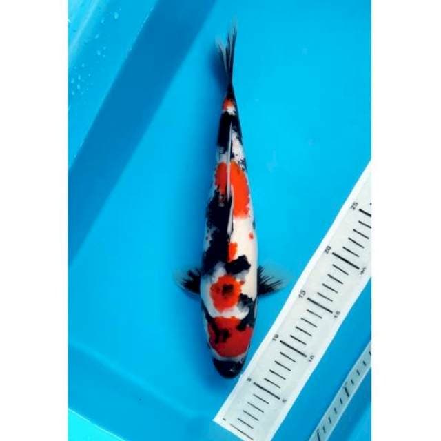 Maruten Niyama Showa 33cm Male
