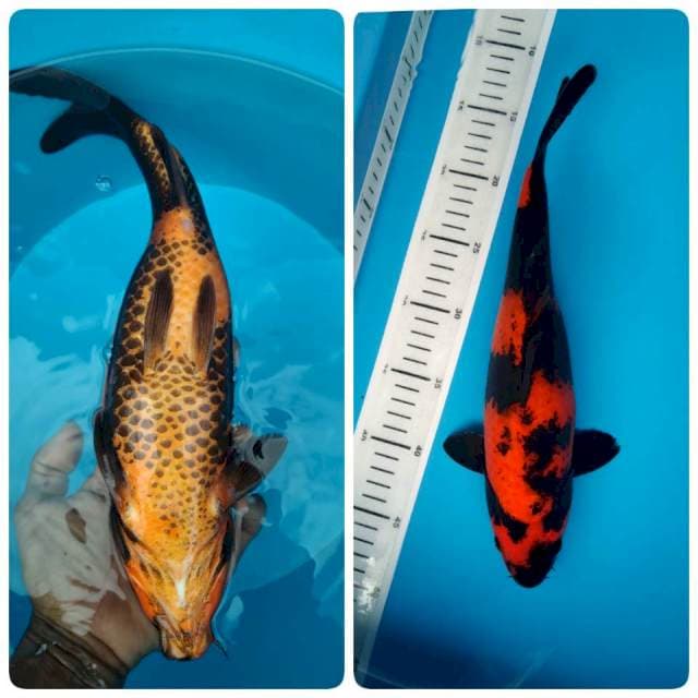 Niyama hiu 33cm female