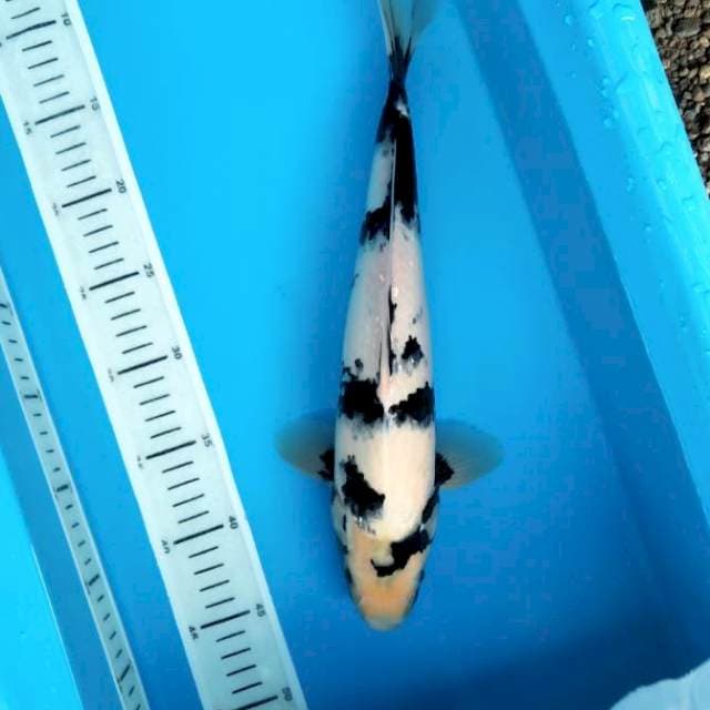 Niyama Shiro 37cm Male