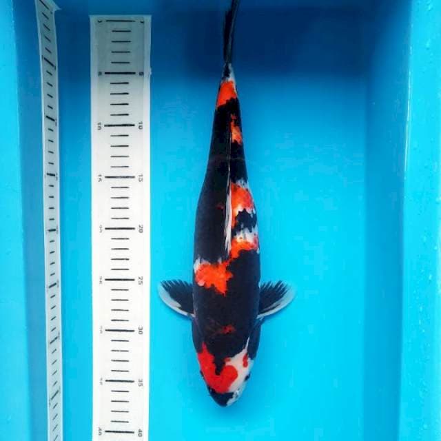 SW Maruten Niyama 37cm female