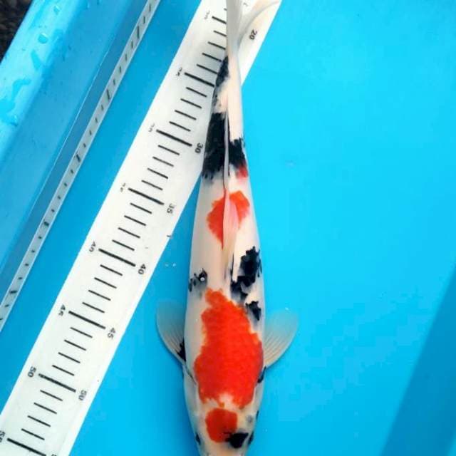 SW Maruten Niyama 37cm Male