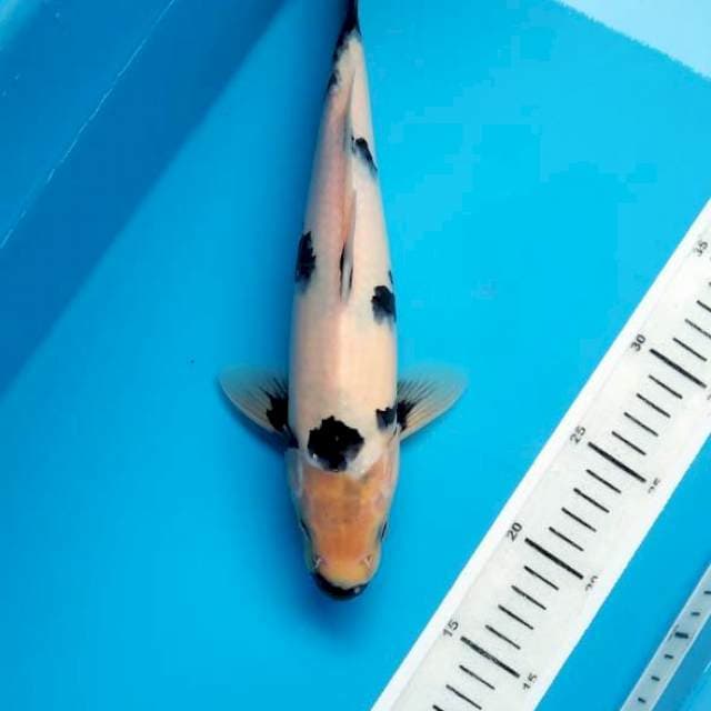 Shiro tategoi 30cm male