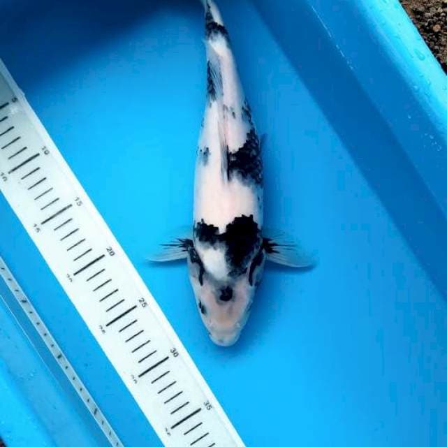 34cm Tategoi Shiro female