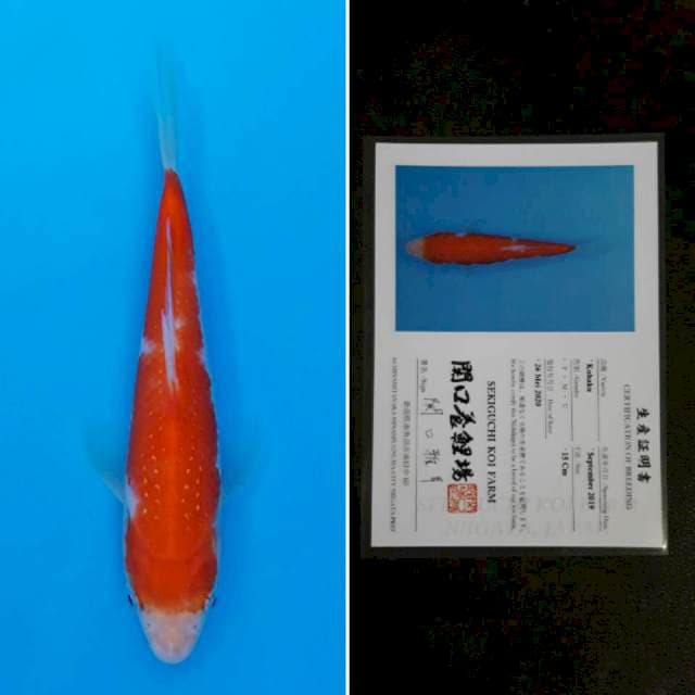 Sekiguchi kohaku 15cm sertifikat