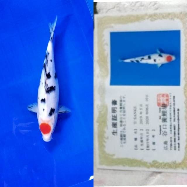 Tancho sanke taniguchi serti