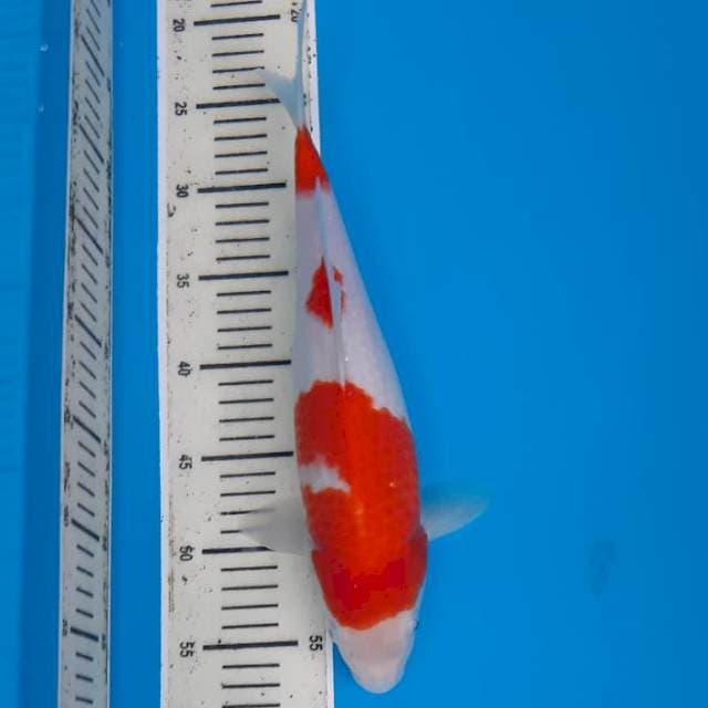 Kohaku original