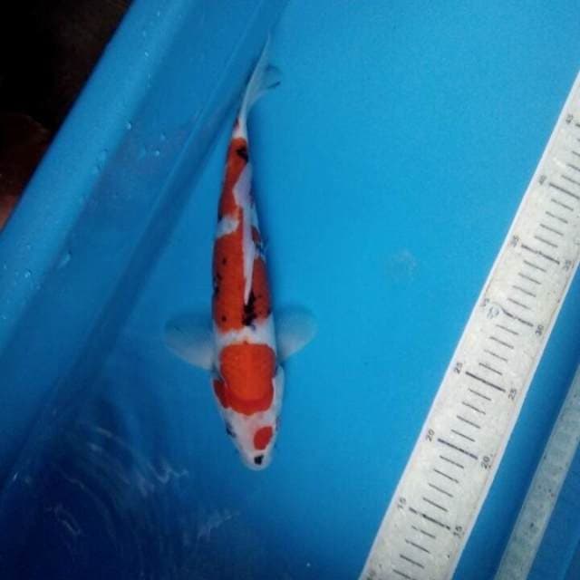 Sowa 30cm