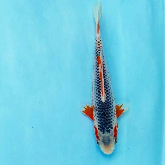 asagi 22cm