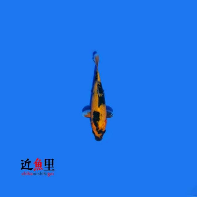 Utsuri 20 cm