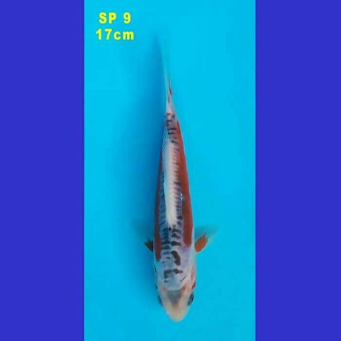SHUSUI F1 KONISHI 80 BU (SP 9)
