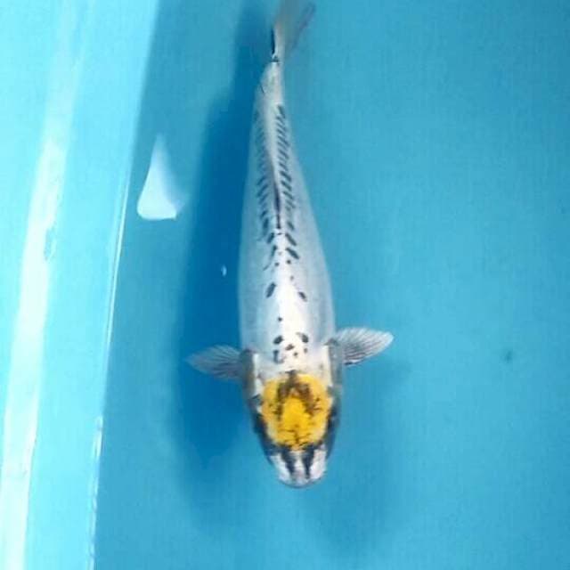 Tancho Kikokuryu, male 30 cm