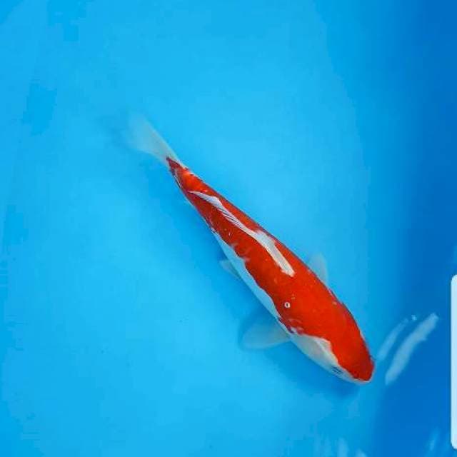 Kohaku doitsu