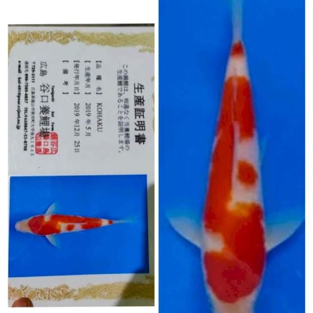 Taniguci kohaku 30