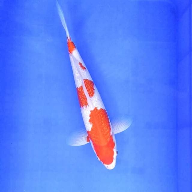 3. Kohaku Ginrin || 36 cm || Jantan