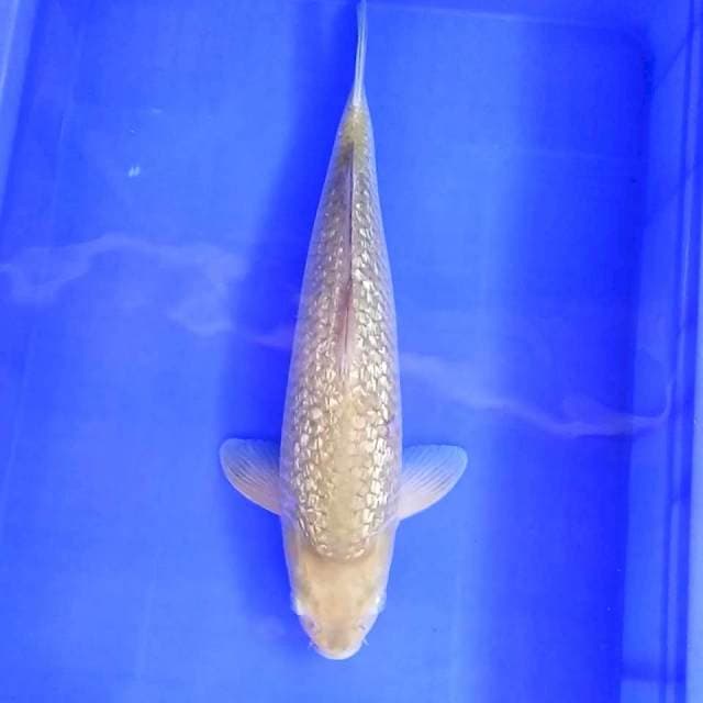 4. Jumbo Bulky Ginrin || 44 cm || Jantan