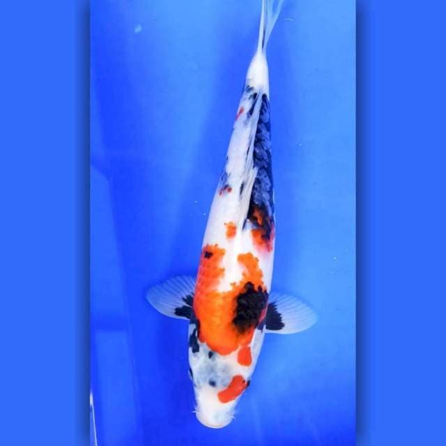 8. Kindai Showa Motogoro || 39 cm