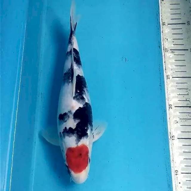 Tancho Showa 29cm Male