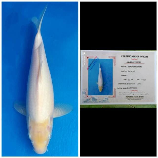Okawa Super White Shiromuji