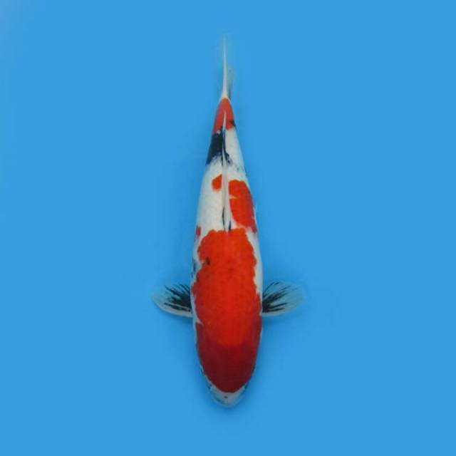BKS ( SHOWA TATEGOI CALON JUMBO 45 CM )