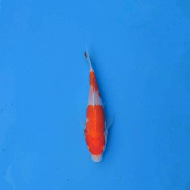 Kohaku Ori F1