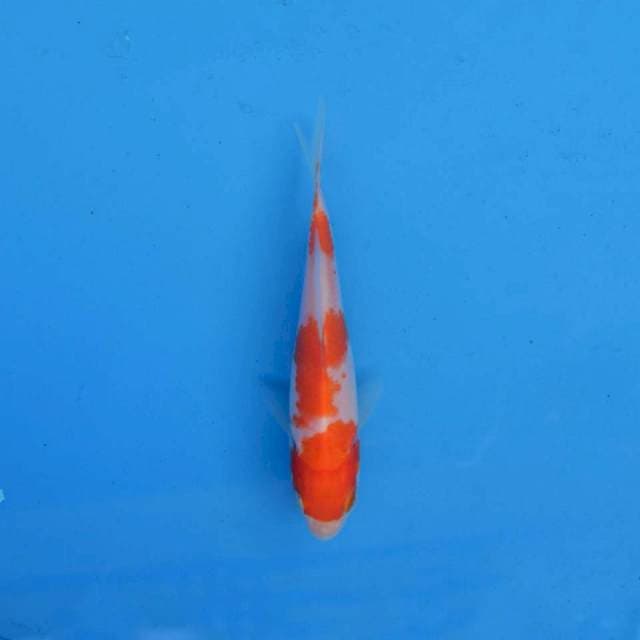 Kohaku Ori F1