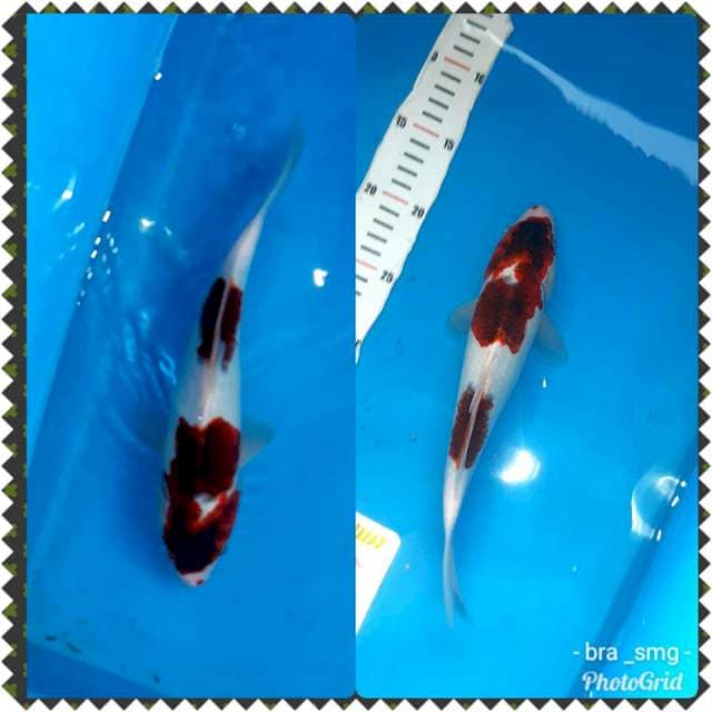 Goromo pattern good 31cm