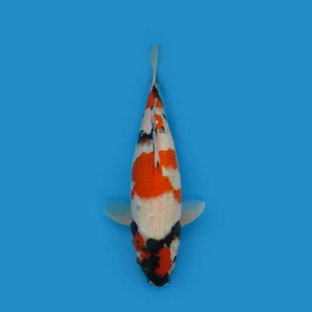 BKS ( SHOWA MARUTEN F1 41 CM )