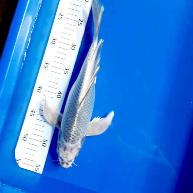 Melenium kumpay 34 cm