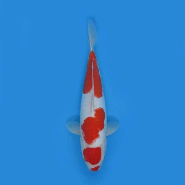 BKS ( KOHAKU DOIT 40 CM )