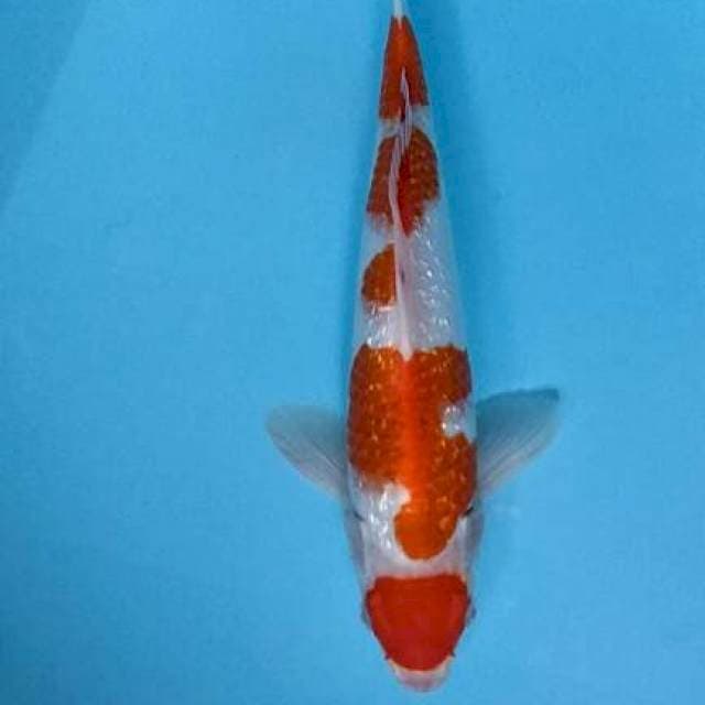 Kahaku gindrin