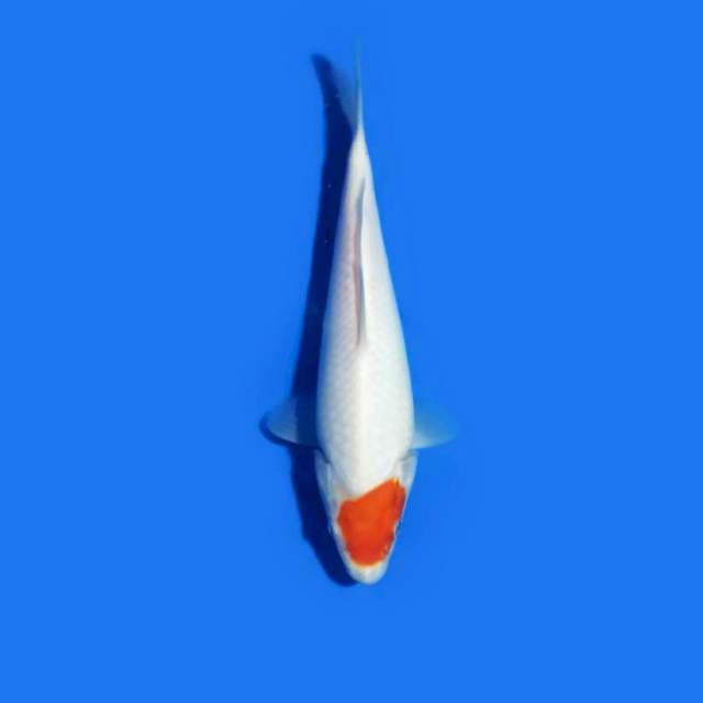 Tancho 24cm