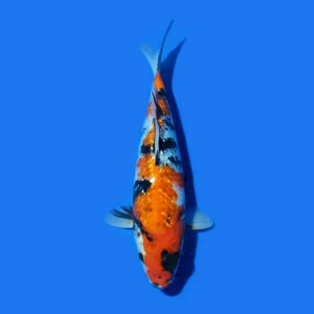 Showa Ginrin 25 cm