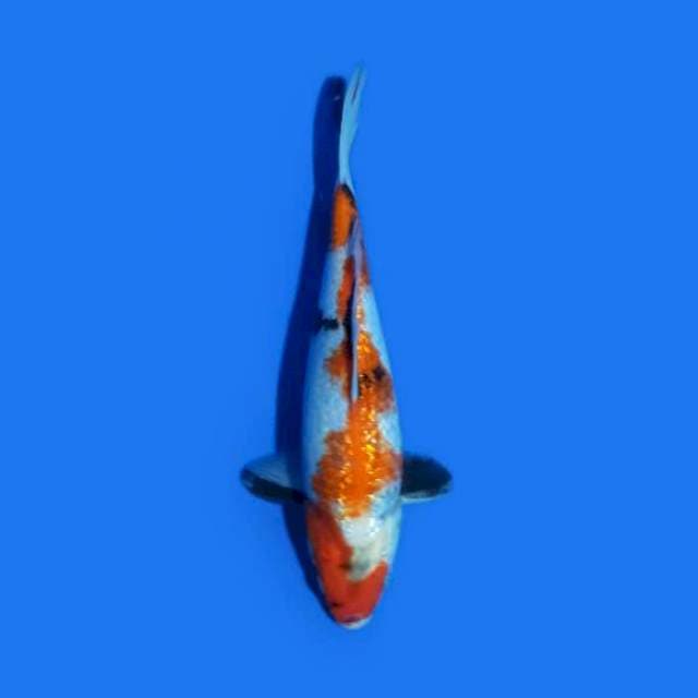 Sanke Ginrin 23 cm