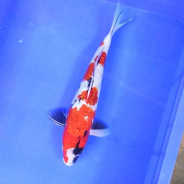 Showa ginrin // 34cm