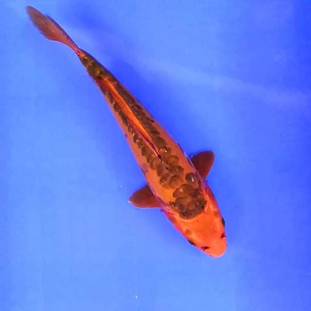 Benigoi aragoke // 30cm