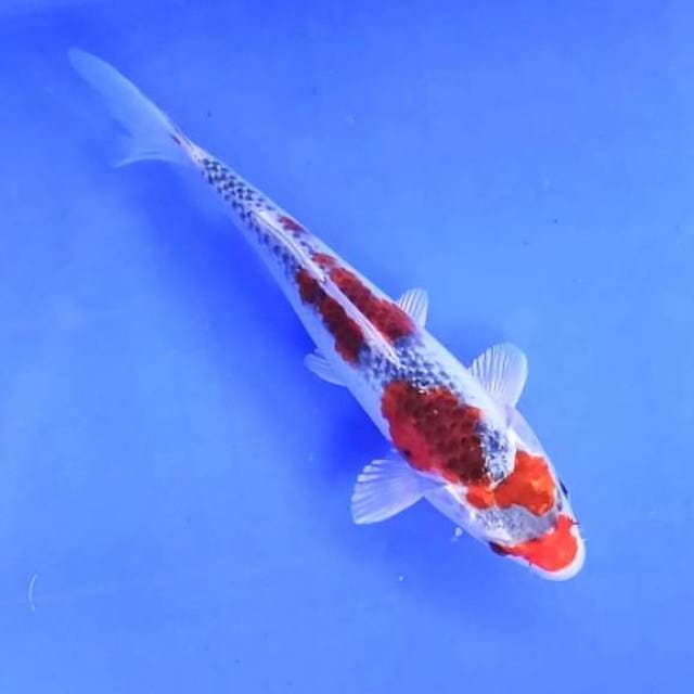Goshiki // 22cm