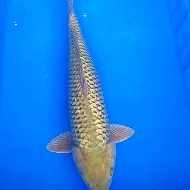 Soragoi ginrin 45cm