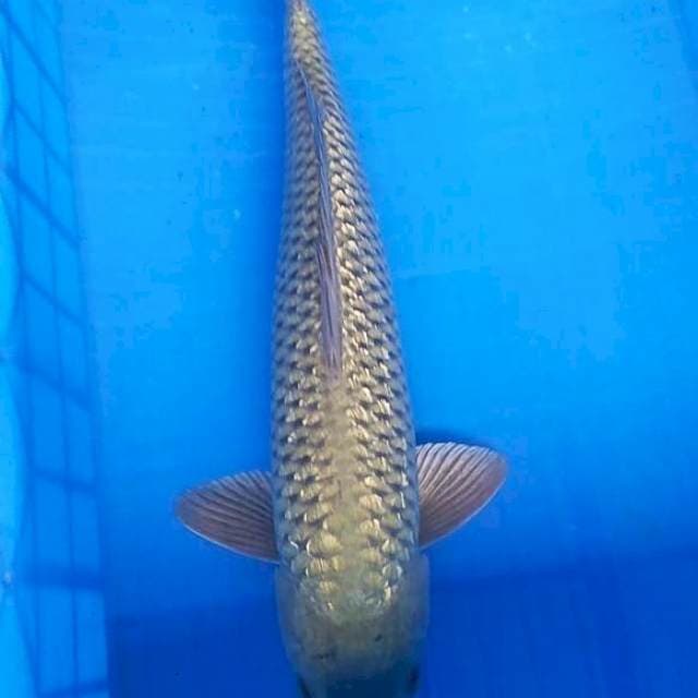 Soragoi 51cm