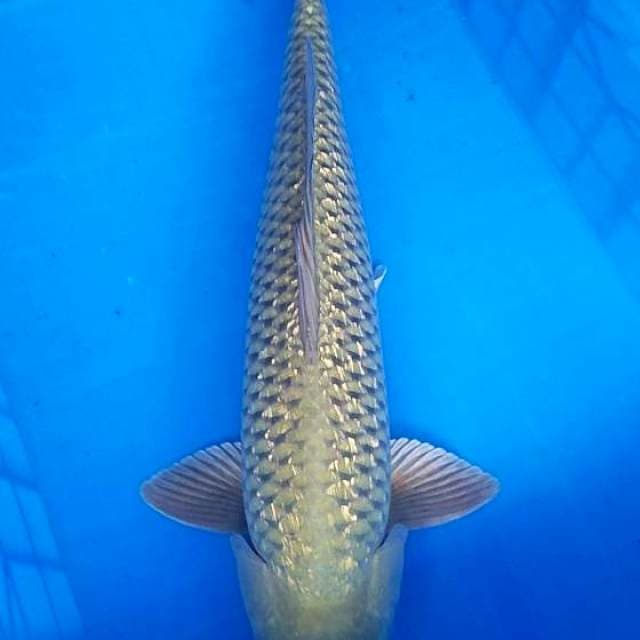 Soragoi 55cm