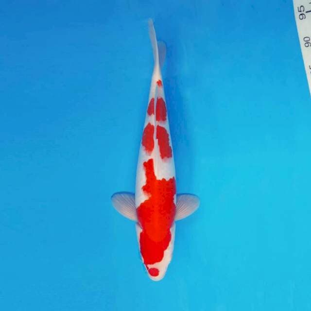 ARENA 5 ~ KOHAKU ™