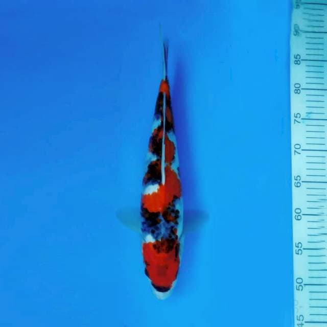 ARENA 9 ~ INAZUMA SHOWA ™