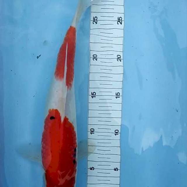 Sanke 30 cm