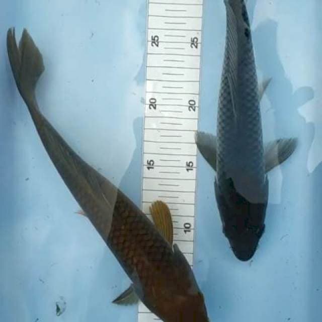 Chagoi 28cm 2 ekor